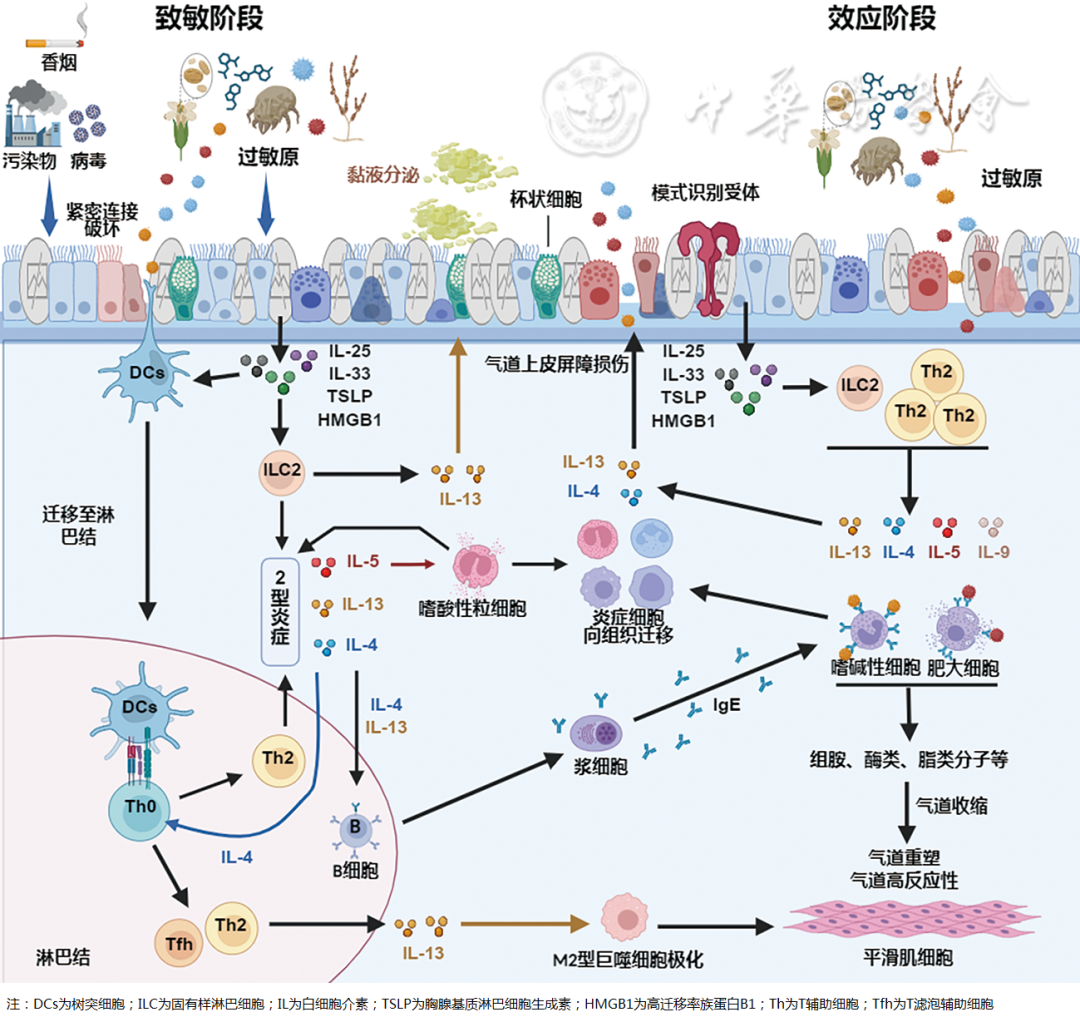abp在医学是什么意思【标准与讨论】中国过敏性哮喘诊治指南（第二版，2025年）_https://www.jmylbn.com_新闻资讯_第2张