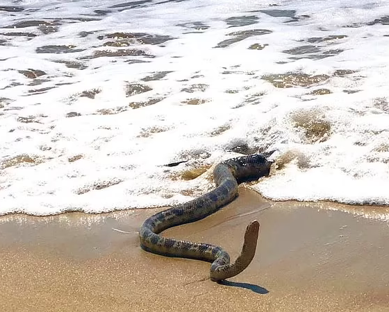 昆州巨型海蛇搁浅海滩，引大量网友围观热议 - 3