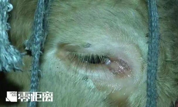 残忍虐杀野生动物，澳中国留学生被定罪！无知漠视生命，他早不是第一个（组图） - 21