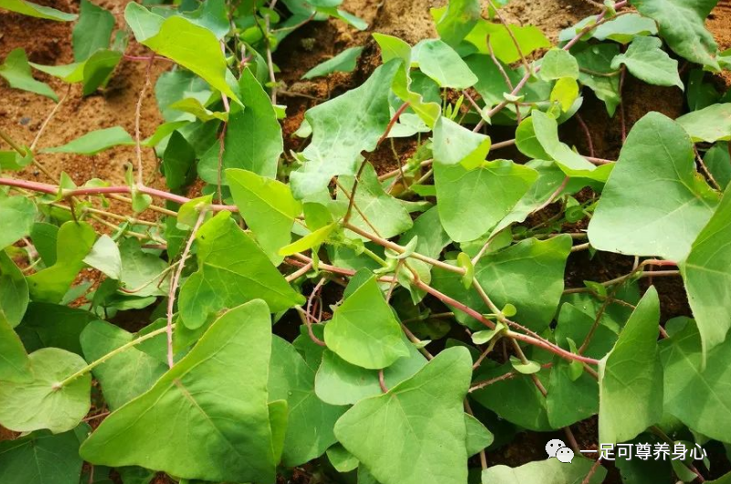 什么叫棉花针带状疱疹，中医的“明”方集锦-上海聚慕医疗器械有限公司