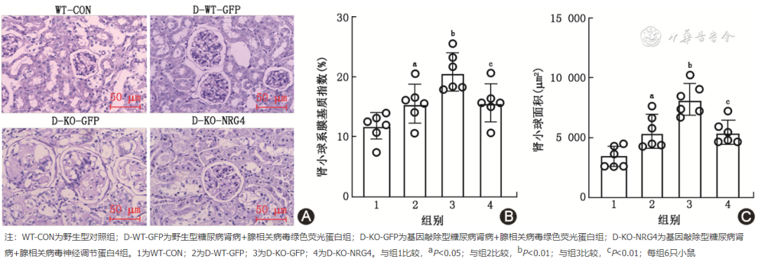 怎么使实验小鼠升血压【论著】棕色脂肪源性神经调节蛋白4对糖尿病肾病小鼠炎症保护作用的研究_https://www.jmylbn.com_新闻资讯_第6张
