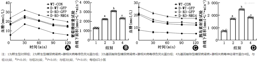 怎么使实验小鼠升血压【论著】棕色脂肪源性神经调节蛋白4对糖尿病肾病小鼠炎症保护作用的研究_https://www.jmylbn.com_新闻资讯_第10张