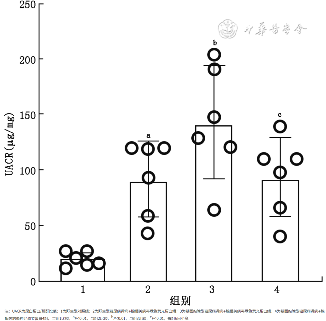 怎么使实验小鼠升血压【论著】棕色脂肪源性神经调节蛋白4对糖尿病肾病小鼠炎症保护作用的研究_https://www.jmylbn.com_新闻资讯_第4张