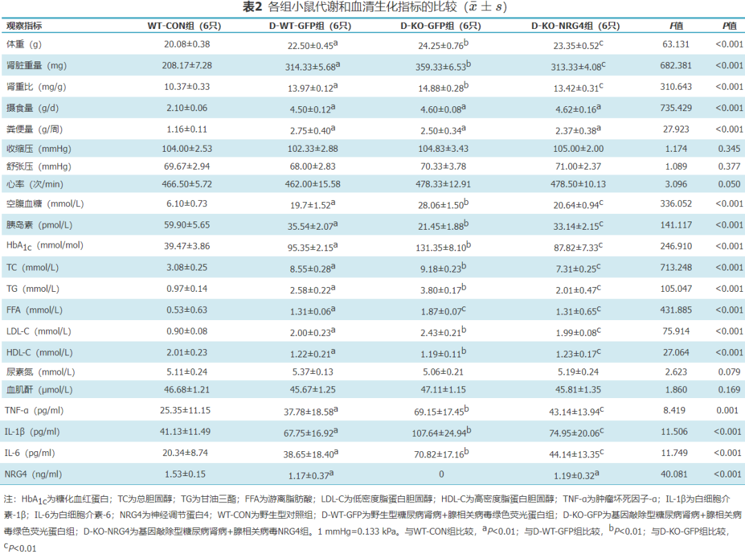 怎么使实验小鼠升血压【论著】棕色脂肪源性神经调节蛋白4对糖尿病肾病小鼠炎症保护作用的研究_https://www.jmylbn.com_新闻资讯_第5张