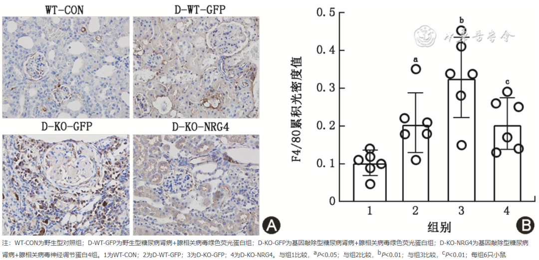 怎么使实验小鼠升血压【论著】棕色脂肪源性神经调节蛋白4对糖尿病肾病小鼠炎症保护作用的研究_https://www.jmylbn.com_新闻资讯_第8张