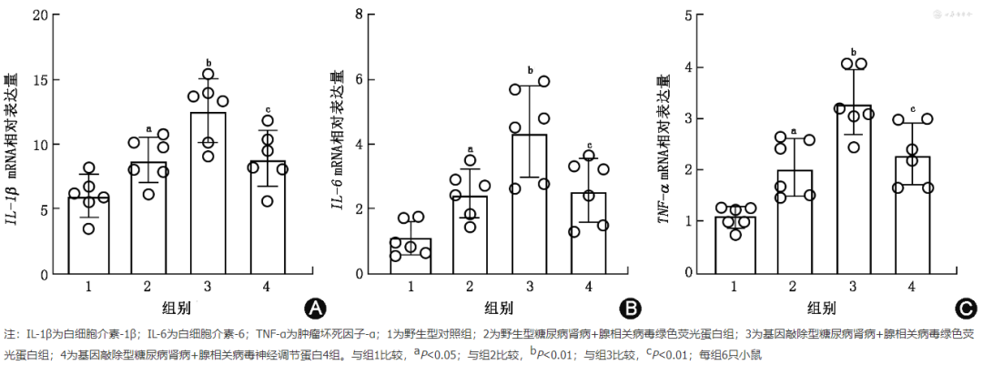 怎么使实验小鼠升血压【论著】棕色脂肪源性神经调节蛋白4对糖尿病肾病小鼠炎症保护作用的研究_https://www.jmylbn.com_新闻资讯_第9张
