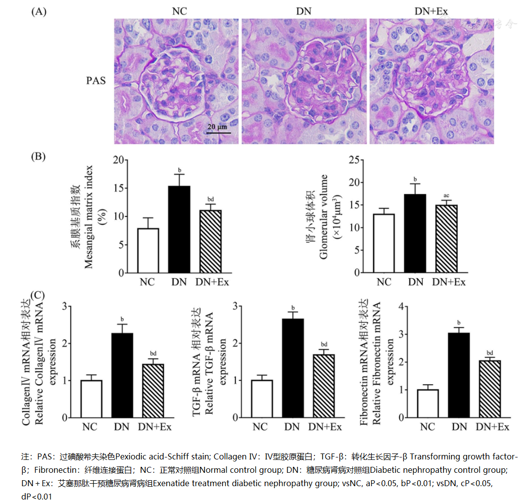怎么使实验小鼠升血压【基础研究】艾塞那肽对糖尿病肾病小鼠足细胞的保护作用_https://www.jmylbn.com_新闻资讯_第2张
