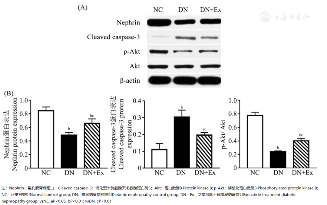 怎么使实验小鼠升血压【基础研究】艾塞那肽对糖尿病肾病小鼠足细胞的保护作用_https://www.jmylbn.com_新闻资讯_第4张