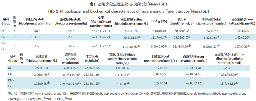 怎么使实验小鼠升血压【基础研究】艾塞那肽对糖尿病肾病小鼠足细胞的保护作用_https://www.jmylbn.com_新闻资讯_第1张