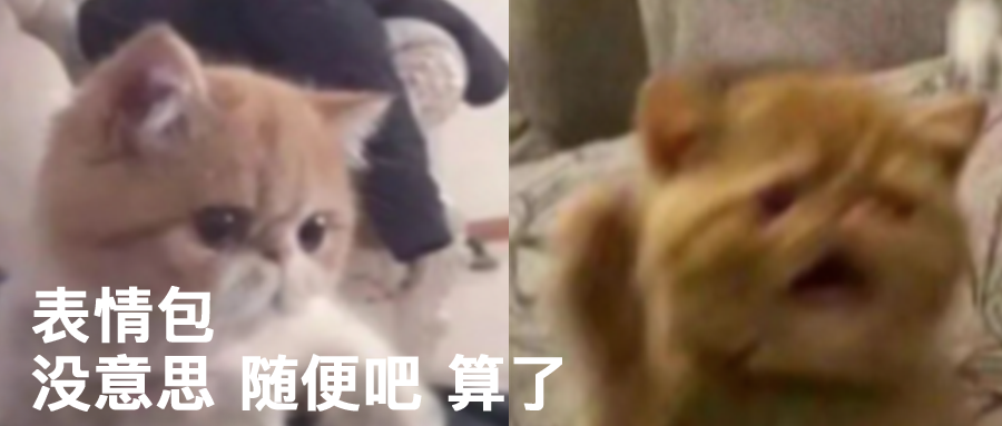 沙雕表情 妈宝猫咪表情包- 全网搜