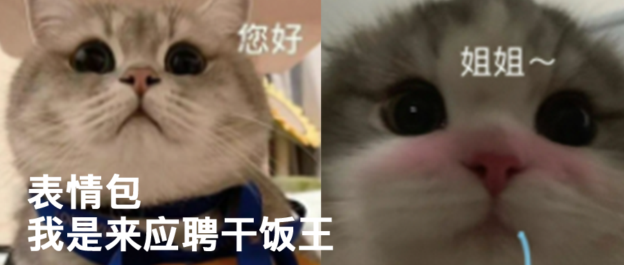 沙雕表情 妈宝猫咪表情包- 全网搜