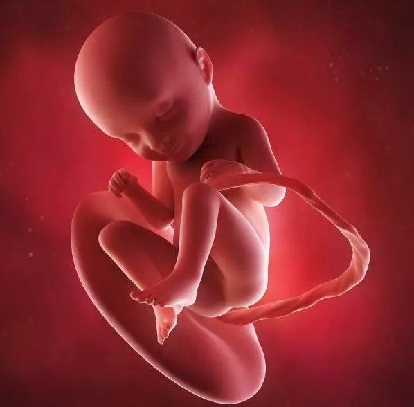 懷孕1-42周3D胎兒超聲圖全記錄，原來胎兒經歷了如此神奇的變化！ 親子 第23張