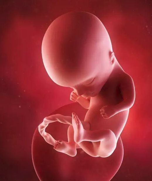 懷孕1-42周3D胎兒超聲圖全記錄，原來胎兒經歷了如此神奇的變化！ 親子 第12張