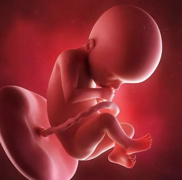 懷孕1-42周3D胎兒超聲圖全記錄，原來胎兒經歷了如此神奇的變化！ 親子 第18張