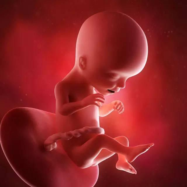 懷孕1-42周3D胎兒超聲圖全記錄，原來胎兒經歷了如此神奇的變化！ 親子 第14張