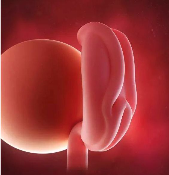 懷孕1-42周3D胎兒超聲圖全記錄，原來胎兒經歷了如此神奇的變化！ 親子 第1張