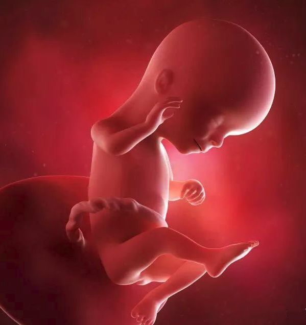 懷孕1-42周3D胎兒超聲圖全記錄，原來胎兒經歷了如此神奇的變化！ 親子 第15張
