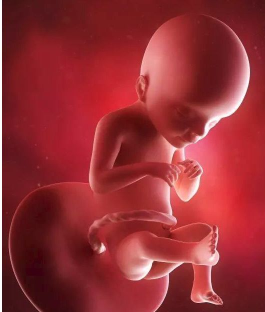 懷孕1-42周3D胎兒超聲圖全記錄，原來胎兒經歷了如此神奇的變化！ 親子 第17張