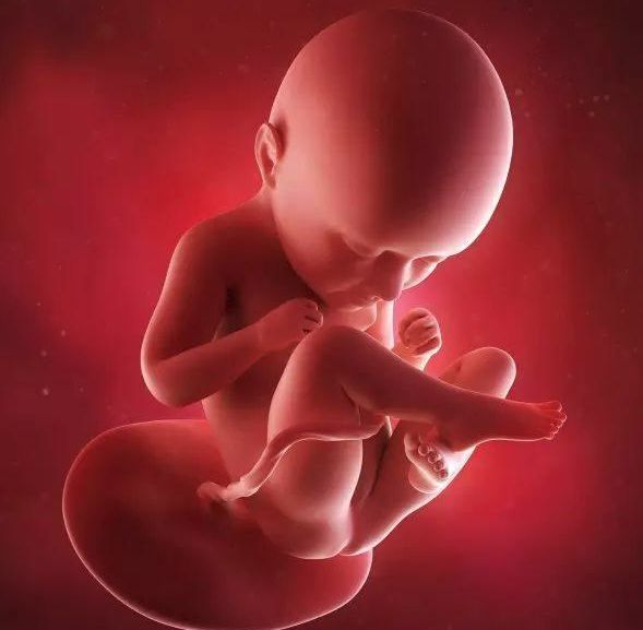 懷孕1-42周3D胎兒超聲圖全記錄，原來胎兒經歷了如此神奇的變化！ 親子 第24張