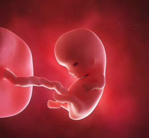 懷孕1-42周3D胎兒超聲圖全記錄，原來胎兒經歷了如此神奇的變化！ 親子 第7張