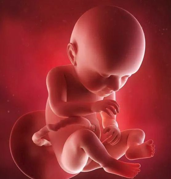 懷孕1-42周3D胎兒超聲圖全記錄，原來胎兒經歷了如此神奇的變化！ 親子 第25張