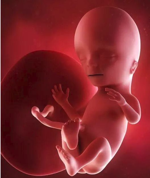 懷孕1-42周3D胎兒超聲圖全記錄，原來胎兒經歷了如此神奇的變化！ 親子 第13張