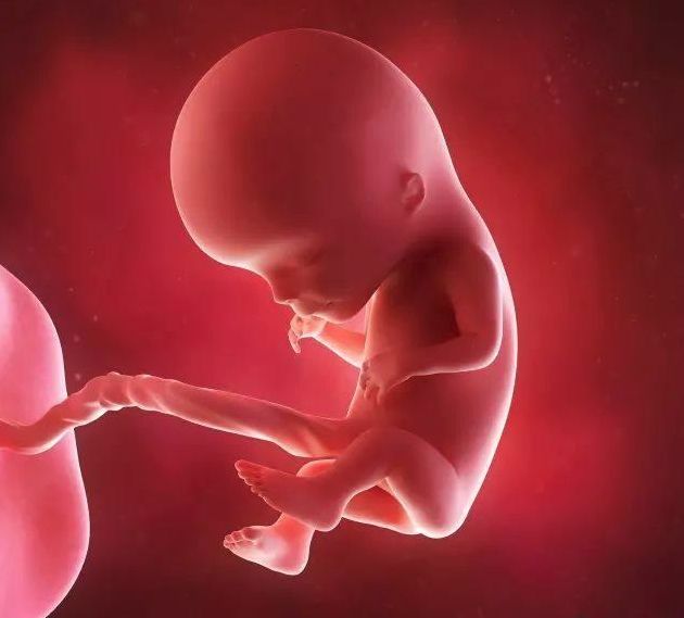 懷孕1-42周3D胎兒超聲圖全記錄，原來胎兒經歷了如此神奇的變化！ 親子 第10張