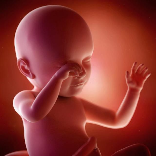 懷孕1-42周3D胎兒超聲圖全記錄，原來胎兒經歷了如此神奇的變化！ 親子 第28張