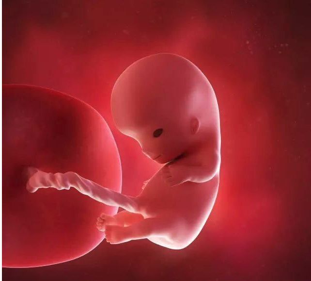 懷孕1-42周3D胎兒超聲圖全記錄，原來胎兒經歷了如此神奇的變化！ 親子 第8張