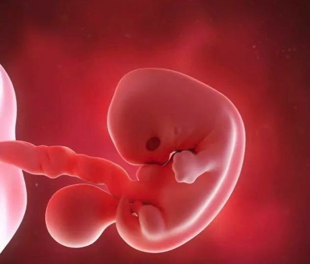 懷孕1-42周3D胎兒超聲圖全記錄，原來胎兒經歷了如此神奇的變化！ 親子 第5張