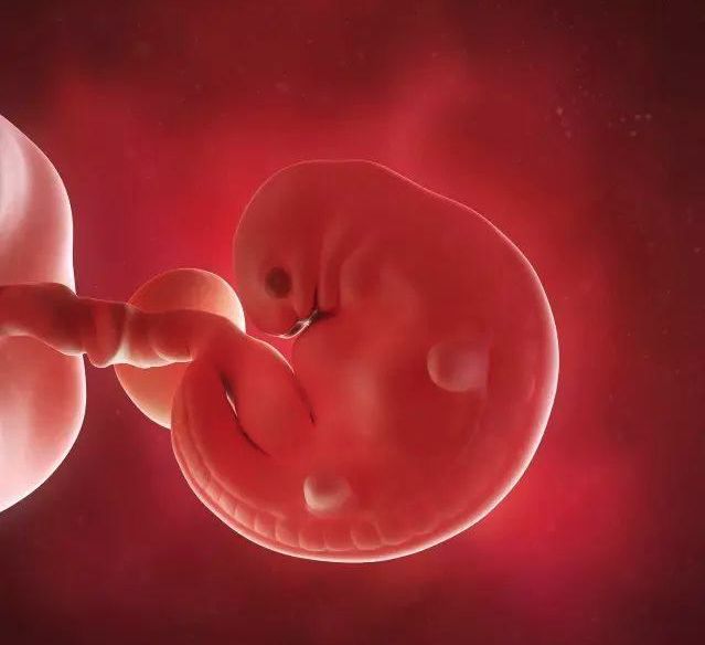 懷孕1-42周3D胎兒超聲圖全記錄，原來胎兒經歷了如此神奇的變化！ 親子 第4張