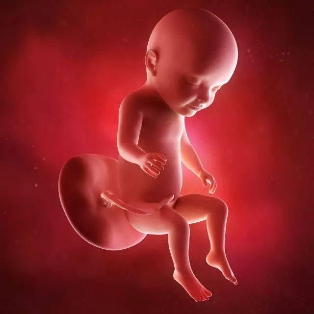 懷孕1-42周3D胎兒超聲圖全記錄，原來胎兒經歷了如此神奇的變化！ 親子 第22張