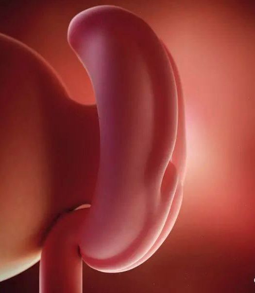 懷孕1-42周3D胎兒超聲圖全記錄，原來胎兒經歷了如此神奇的變化！ 親子 第2張