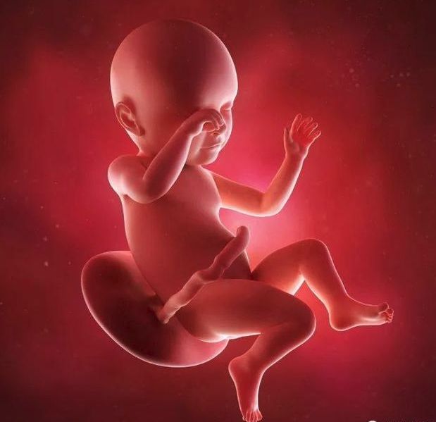 懷孕1-42周3D胎兒超聲圖全記錄，原來胎兒經歷了如此神奇的變化！ 親子 第26張