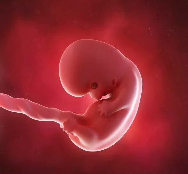 懷孕1-42周3D胎兒超聲圖全記錄，原來胎兒經歷了如此神奇的變化！ 親子 第6張