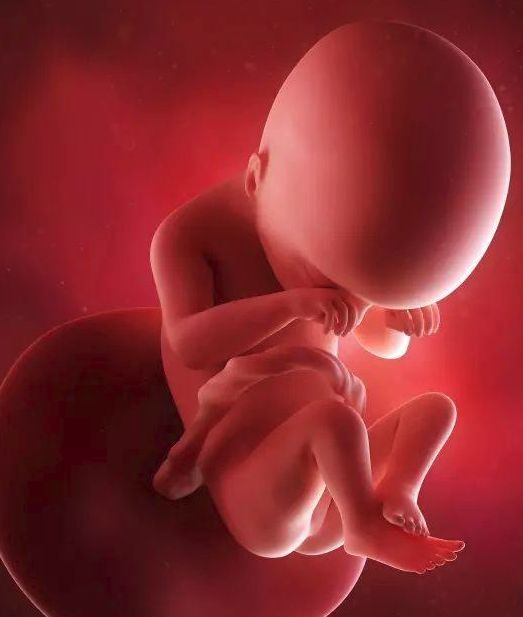 懷孕1-42周3D胎兒超聲圖全記錄，原來胎兒經歷了如此神奇的變化！ 親子 第16張