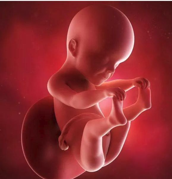 懷孕1-42周3D胎兒超聲圖全記錄，原來胎兒經歷了如此神奇的變化！ 親子 第19張