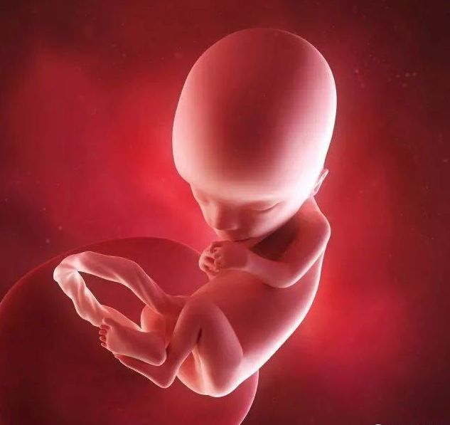 懷孕1-42周3D胎兒超聲圖全記錄，原來胎兒經歷了如此神奇的變化！ 親子 第11張