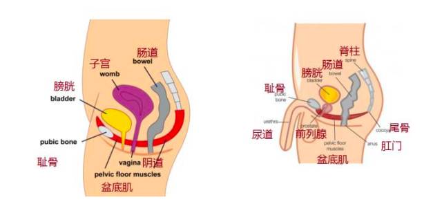 产后怎么康复治疗盆底康复治疗方案汇总_https://www.jmylbn.com_新闻资讯_第1张