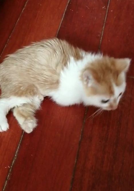 網友撿了隻流浪小橘貓回家後，家裡的大貓居然…… 寵物 第3張