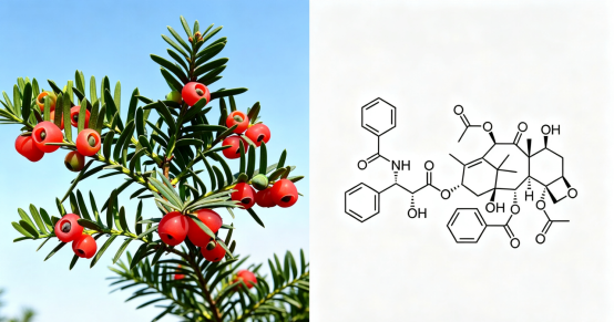 紫杉醇（Paclitaxel）——从“广谱化疗药