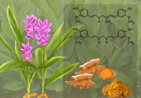 姜黄素 (Curcumin) —— 基于多通路调控与微环境靶向的“顶刊常青树