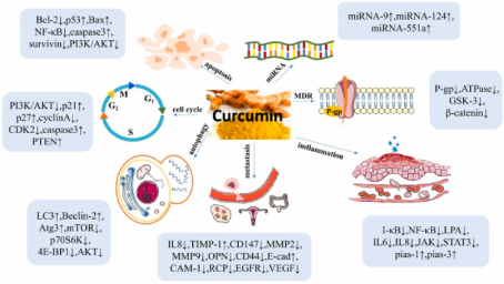 姜黄素 (Curcumin) —— 基于多通路调控与微环境靶向的“顶刊常青树
