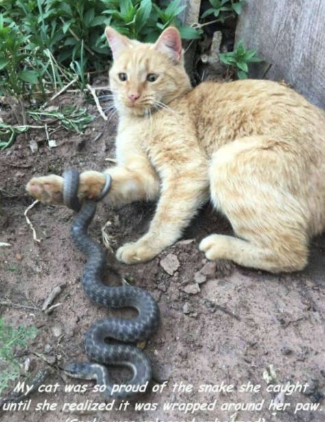猫抓了蛇还是蛇抓了猫?确实很特别