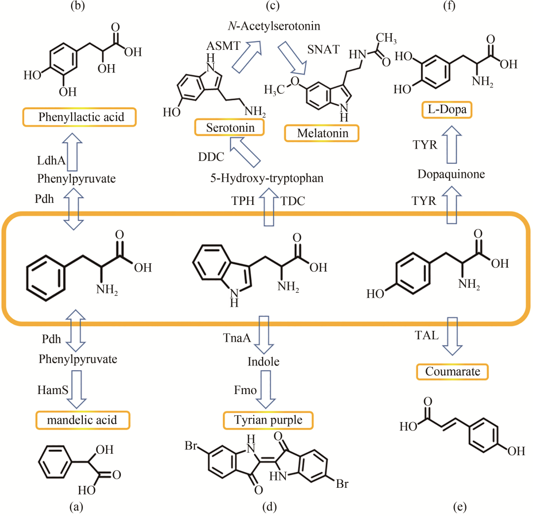 合成生物学期刊张大伟等芳香族氨基酸及其衍生物的细胞工厂构建策略