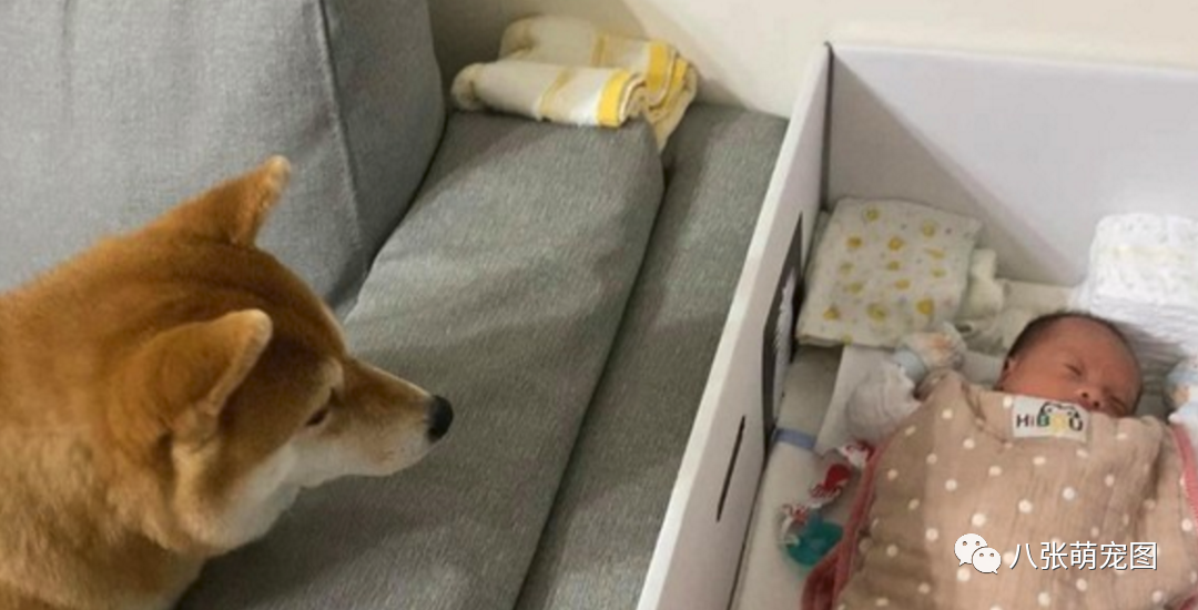 爸爸不让狗狗躺孩子身上 ,结果被两小家伙怒瞪30秒:你再动一下试试!-微信头条网 爸爸不让狗狗躺孩子身上 ,结果被两小家伙怒瞪30秒:你再动一下试试!