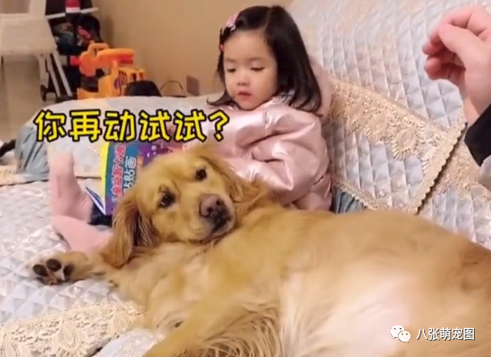 爸爸不让狗狗躺孩子身上 ,结果被两小家伙怒瞪30秒:你再动一下试试!-微信头条网 爸爸不让狗狗躺孩子身上 ,结果被两小家伙怒瞪30秒:你再动一下试试!