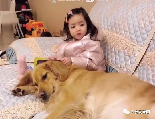 爸爸不让狗狗躺孩子身上 ,结果被两小家伙怒瞪30秒:你再动一下试试!-微信头条网 爸爸不让狗狗躺孩子身上 ,结果被两小家伙怒瞪30秒:你再动一下试试!