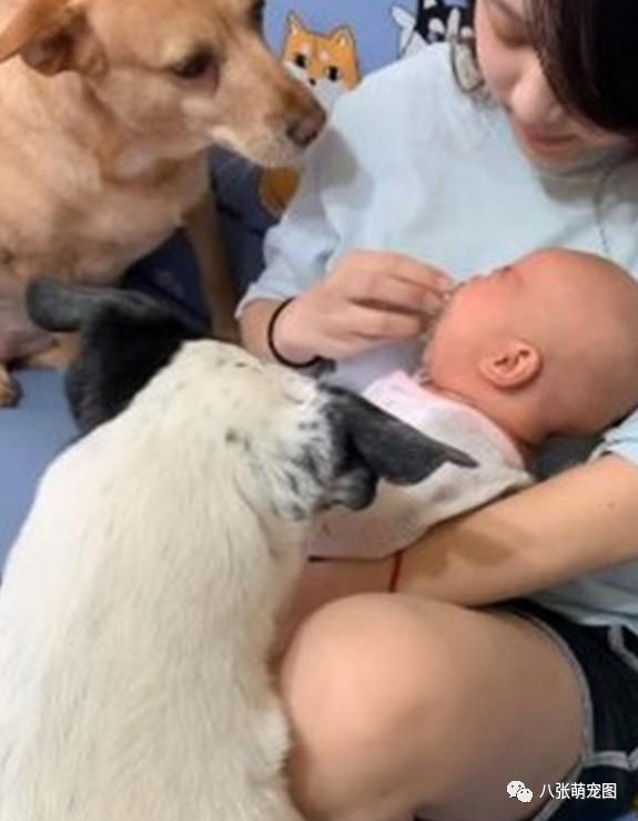 爸爸不让狗狗躺孩子身上 ,结果被两小家伙怒瞪30秒:你再动一下试试!-微信头条网 爸爸不让狗狗躺孩子身上 ,结果被两小家伙怒瞪30秒:你再动一下试试!