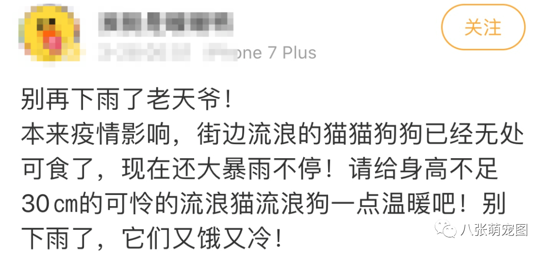 連日的暴雨過後，那些流浪貓都怎麼樣了？ 寵物 第15張